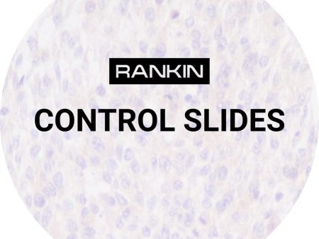 Control Slides, IHC - Receptor Fashion